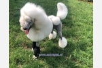 poodle