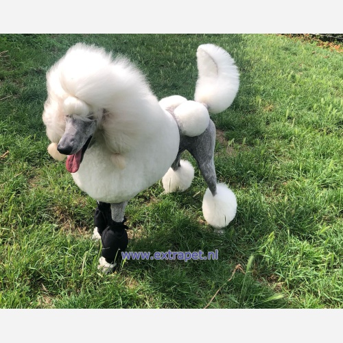 poodle